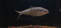 Chinese Gizzard Shad photo 2