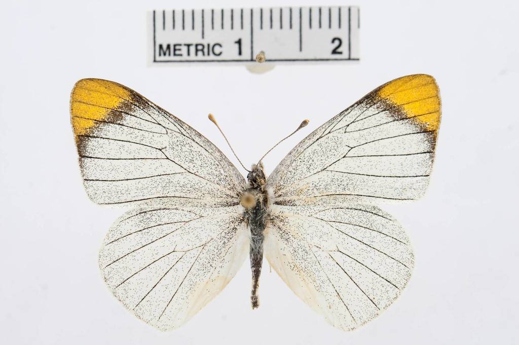 Speckled Sulphur Tip