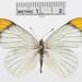 Teracolus agoye - Photo (c) Smithsonian Institution, National Museum of Natural History, Department of Entomology, algunos derechos reservados (CC BY-NC-SA)
