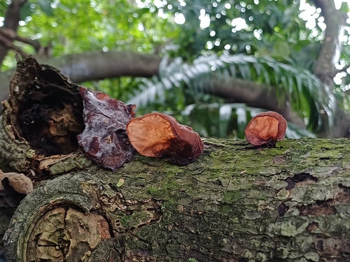 Auricularia fuscosuccinea