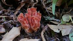 Ramaria cyaneigranosa