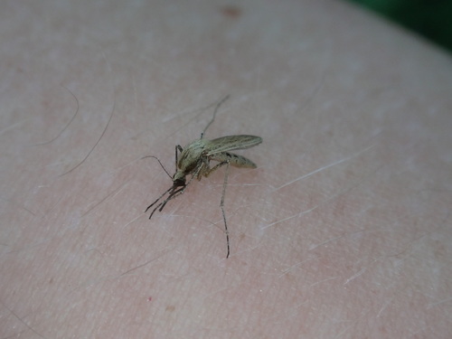 Ghost mosquito