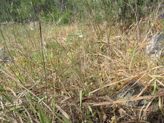 Catananche lutea, photograph (c) zebedeugalinha, some rights reserved (CC BY)