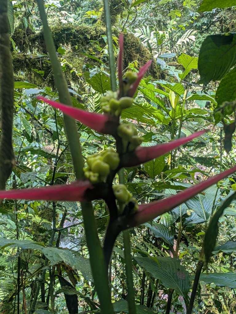 Heliconia virginalis (Heliconia virginalis)