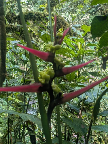 Heliconia virginalis (Heliconia virginalis)