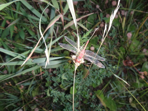 Saffron-winged Meadowhawk photo 3