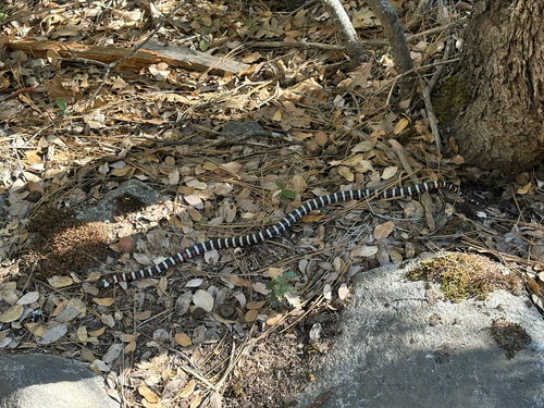 iNaturalist observation photo of California Mountain Kingsnake
