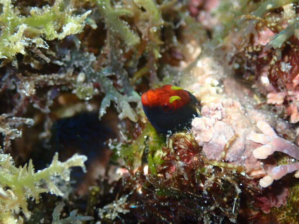 Angel blenny (Coralliozetus angelicus) — Chaenopsidae