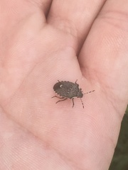 Holcostethus albipes