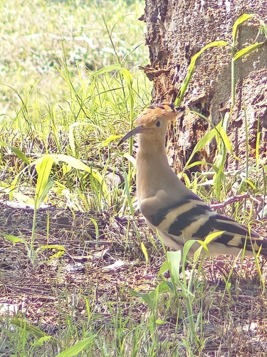 Common Hoopoe