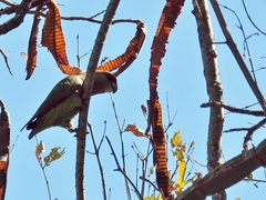 Poicephalus cryptoxanthus