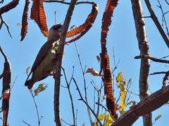 Poicephalus cryptoxanthus