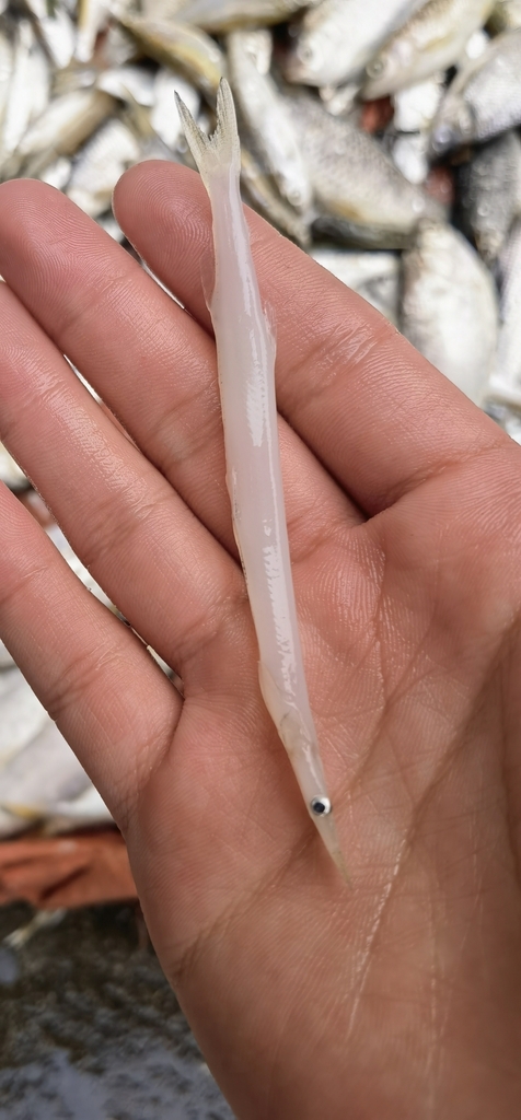 Chinese icefish (Salanx chinensis) — Salangidae