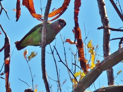Poicephalus cryptoxanthus