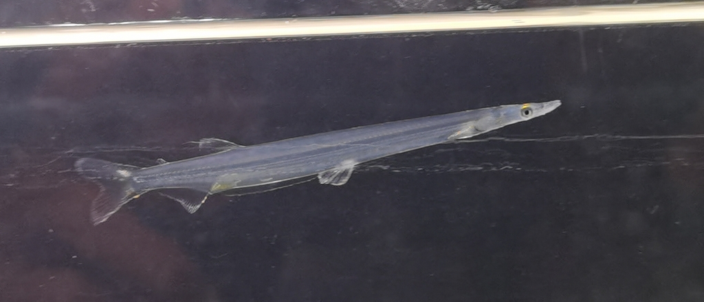 Chinese icefish (Salanx chinensis) — Salangidae