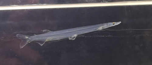 Chinese icefish (Salanx chinensis) — Salangidae