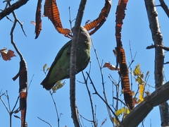 Poicephalus cryptoxanthus
