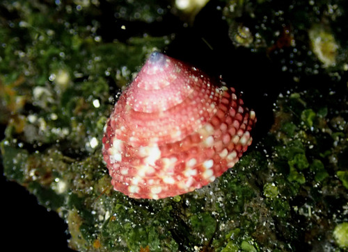 Trochus intextus observed 2025-07-30