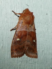 Eupsilia vinulenta
