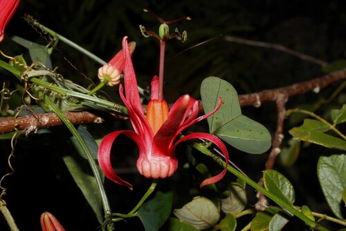 Virgin Island passionflower (Passiflora murucuja)