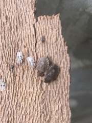 Sciocoris sideritidis