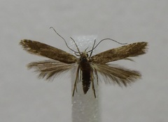 Monochroa leptocrossa