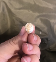 Cancellaria reticulata