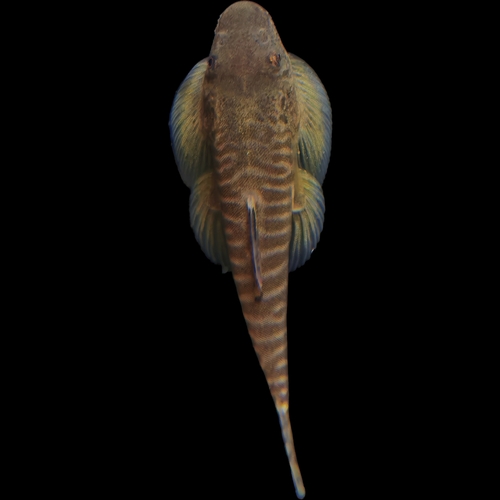 Pseudogastromyzon changtingensis