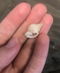 Cancellaria reticulata