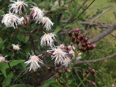 Aristeguietia salvia