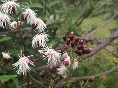 Aristeguietia salvia