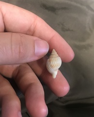 Cancellaria reticulata