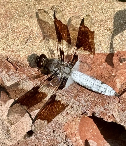Common Whitetail