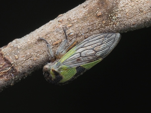 Platycotis maritima