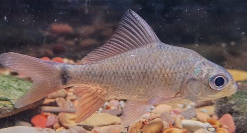 Spitsbek-karper (Carassioides acuminatus) — Cyprinidae