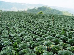 Brassica oleracea capitata