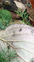Drosophila melanogaster