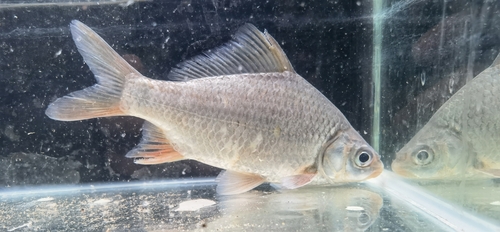 Carassioides