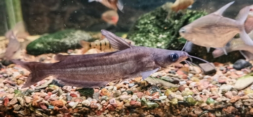 Cranoglanis