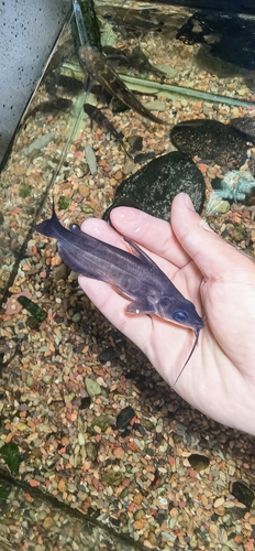 Helm-meerval (Cranoglanis bouderius) — Cranoglanididae — 3