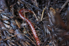 Scolopocryptops gracilis