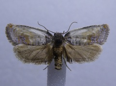 Argyroploce chlorosaris