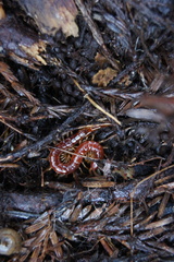 Scolopocryptops gracilis