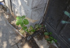 Magnoliopsida