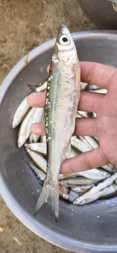 Sharpbelly (Pseudohemiculter dispar) — Cyprinidae — 2
