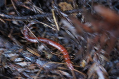 Scolopocryptops gracilis