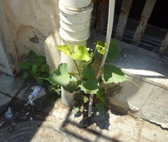 Ficus religiosa