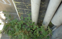 Amaranthus