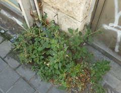 Amaranthus