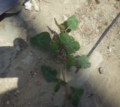 Amaranthus